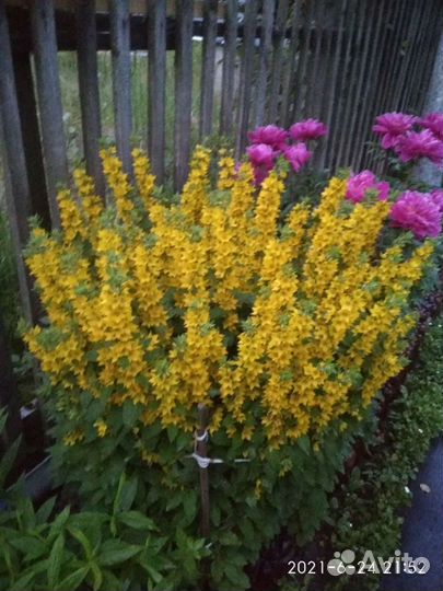 Отростки вербейника