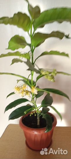 Хойя мультифлора