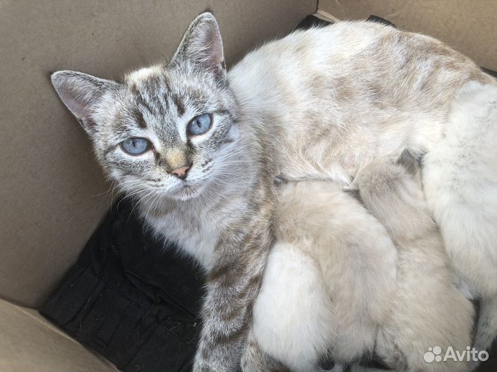 Котенок мальчик