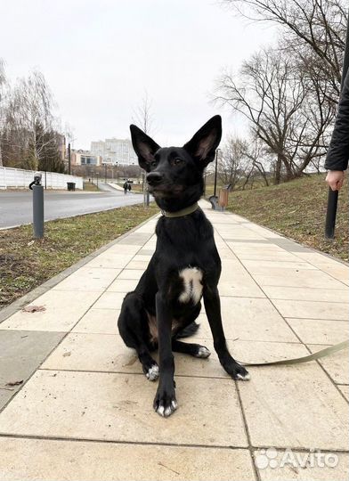 Изящная стерилизованная Афи