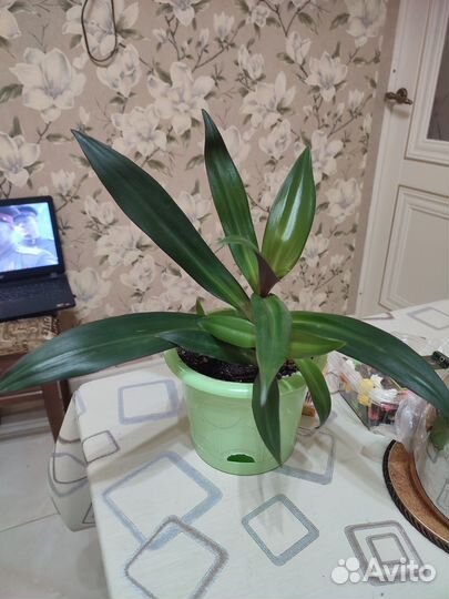 Традесканция Рео