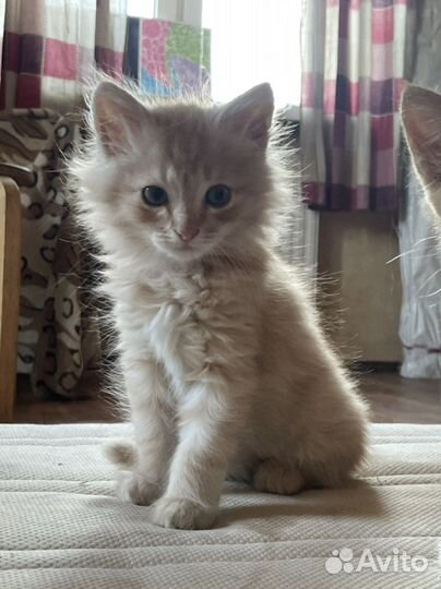 Кошка в дар