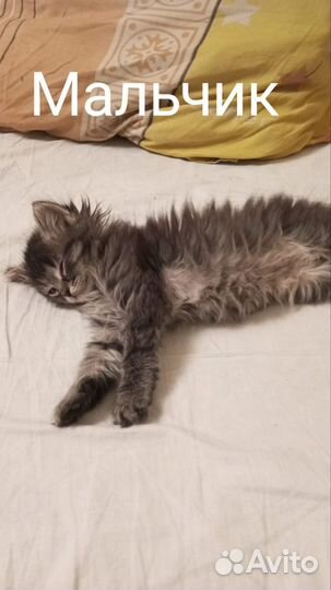 Котята домашние