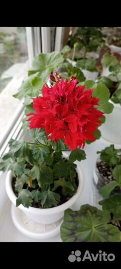 Пеларгония герань