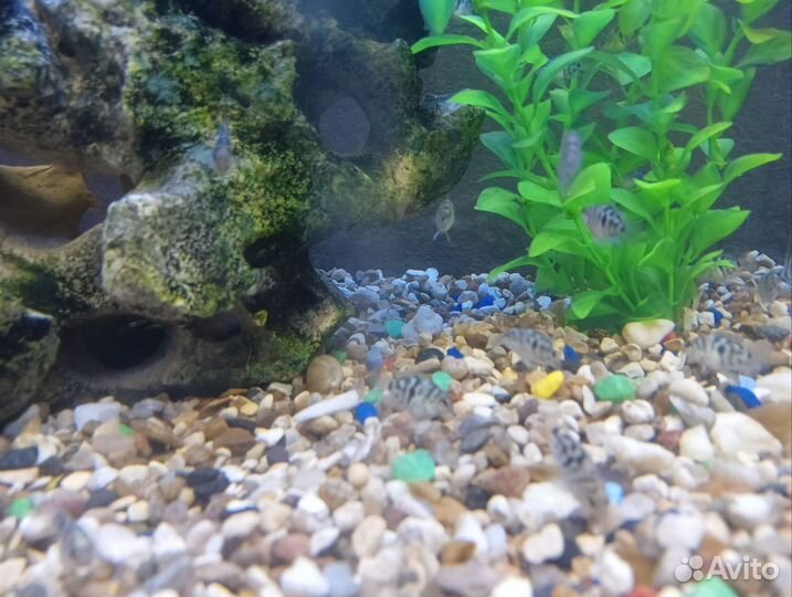 Попугаи сапфировые