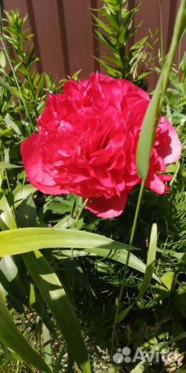 Цветы пионы, Этчед салмон, травенистый