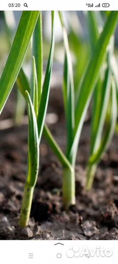 Рассада чеснок
