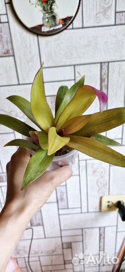 Традесканция рео желтая