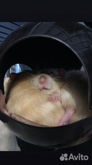 Передержка крыс