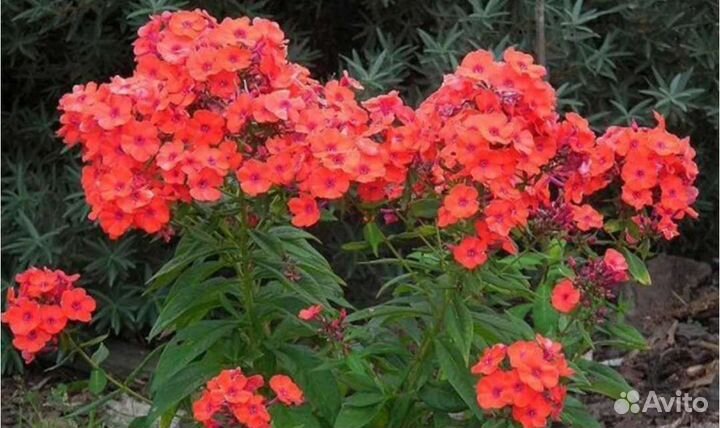 Шикарные флоксы. Лучшие сорта