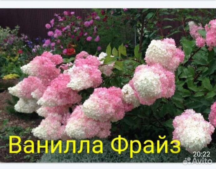 Гортензия