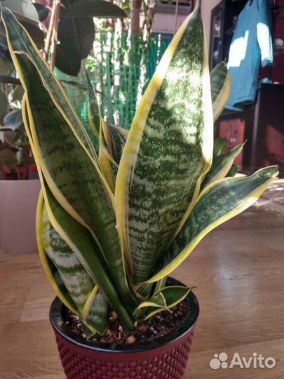 Сансевиерия Футура суперба