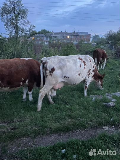 Корова дойная
