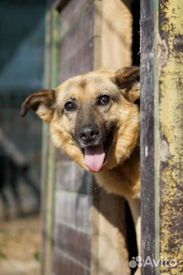 Собаки в дар