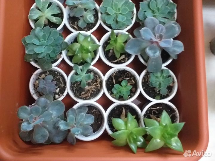 Суккуленты,декабрист