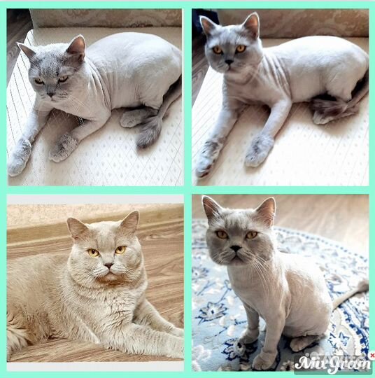 Стрижка кошечек и котиков