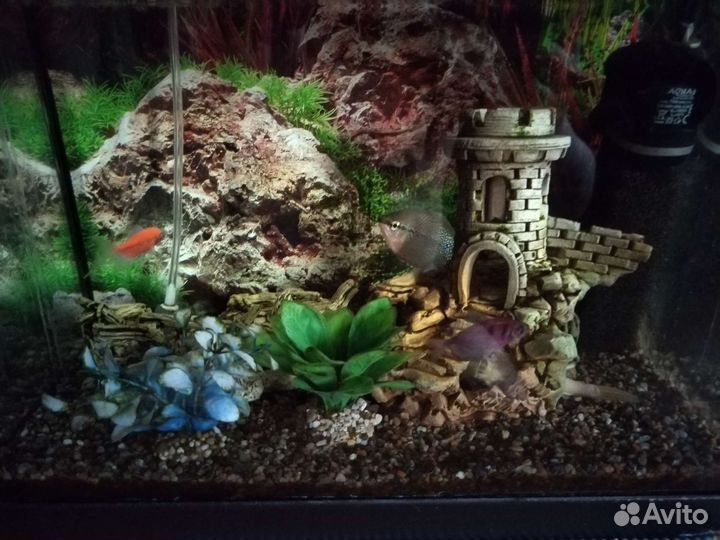 Аквариумные рыбки отдам бесплатно