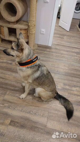 Ошейник для собак