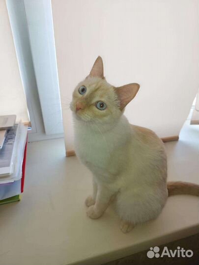 Молоденький котик