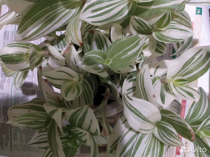 Белая традесканция