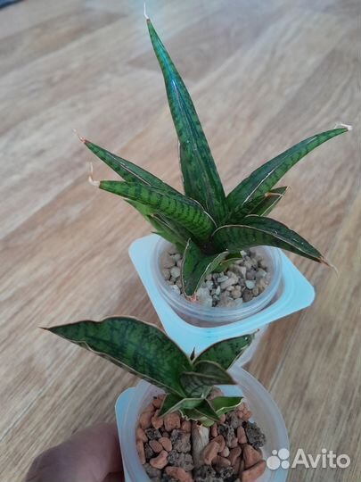 Сансевиерии сортовые и суккуленты часть 4