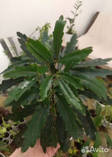 Дизиготека