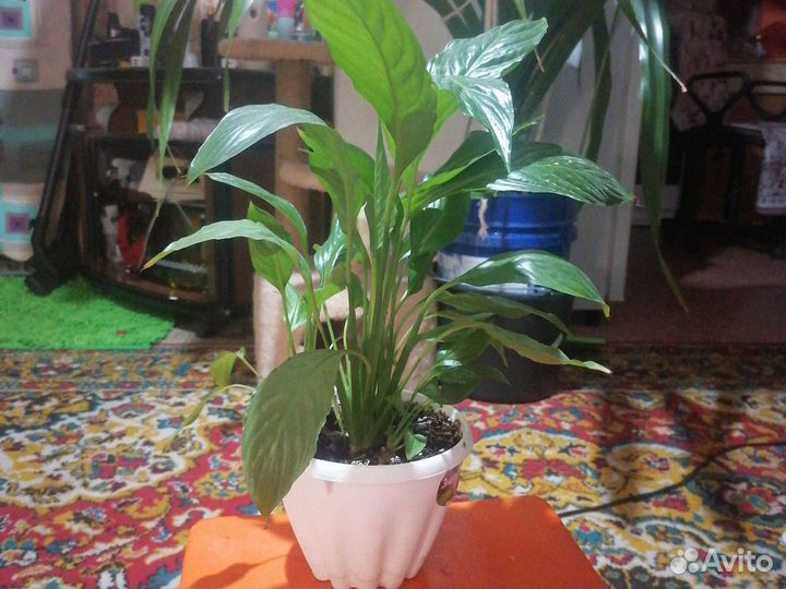 Спатифиллум