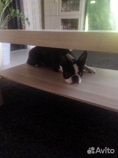 Вязка Бостон терьер