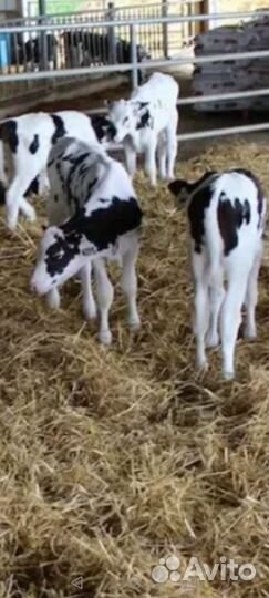 Крс молодняк