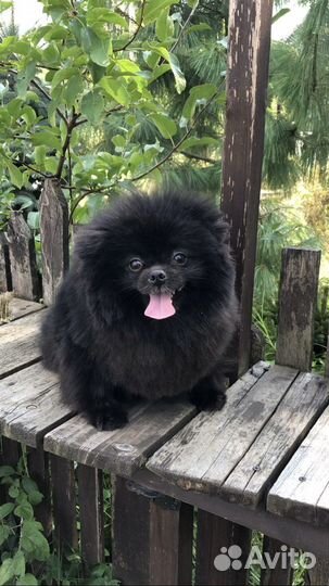 Померанский шпиц