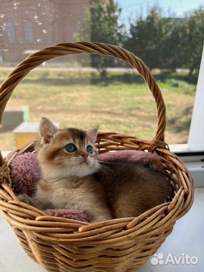 Шотландские котята