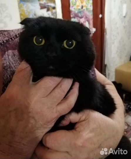 Шотландский вислоухий кот ищет дом