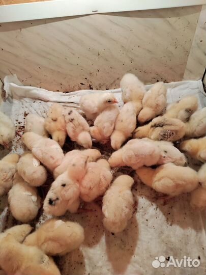 Цыплята несушки