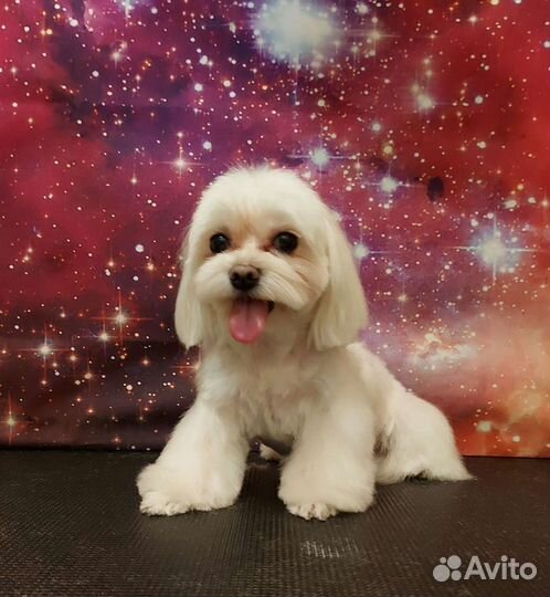 Стрижка / груминг собак