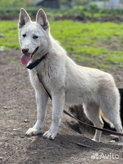 Собака-улыбака ищет дом