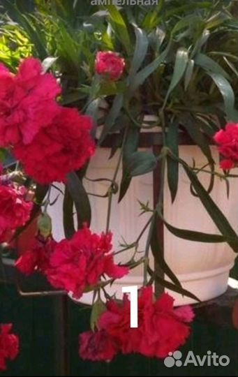 Ампельные растения