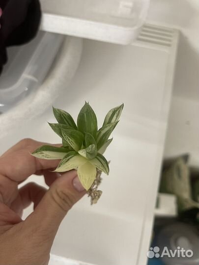 Суккуленты(хавортии)