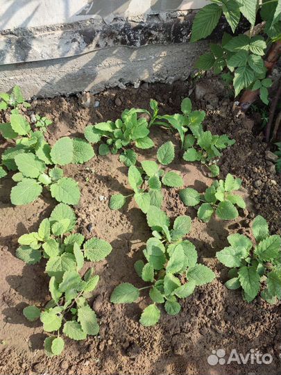 Шалфей рассада