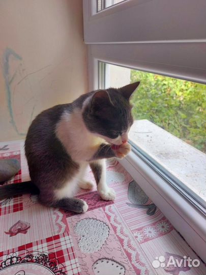 Котенок в дар