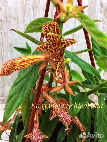 Колумнея,Эсхинантус