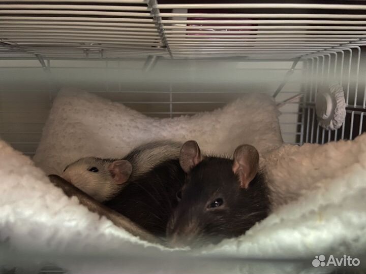 Гамак, домик для грызунов