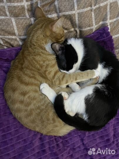 Коты бесплатно