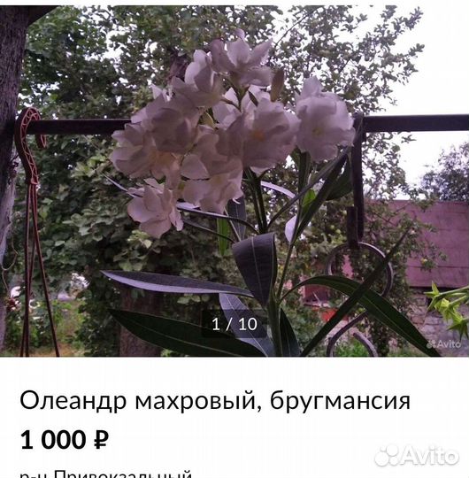 Ромашка крупная,'божье дерево