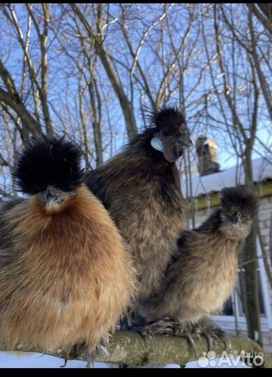 Цыплята породистых куриц шелки