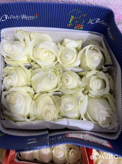 Роза эквадорский Proud