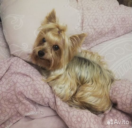 Передержка маленьких собачек и других 