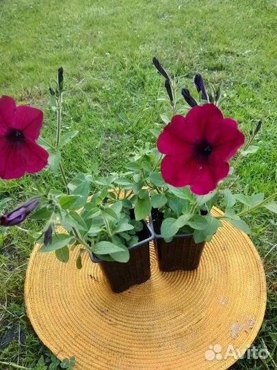 Продажа цветов петунии ампельной