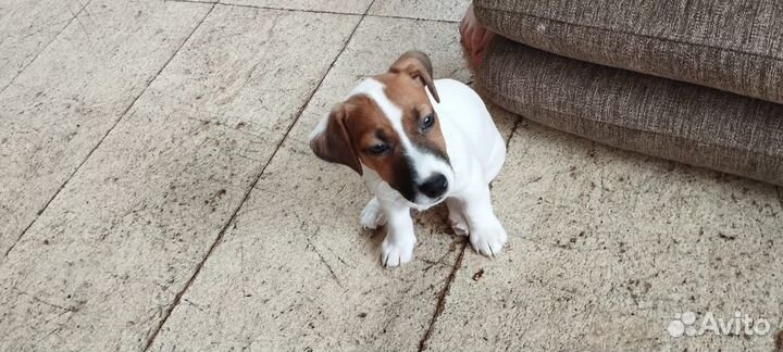 Джек Рассел терьер