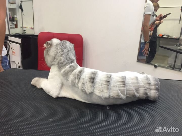 Стрижка кошек и собак