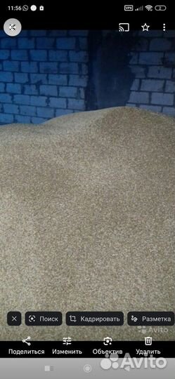 Яровой ячмень